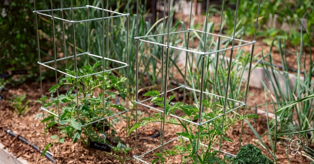 Young tomato plants supported by metal cages in a mulched garden bed show how to plant tomatoes successfully, with lush green plants thriving in the background.