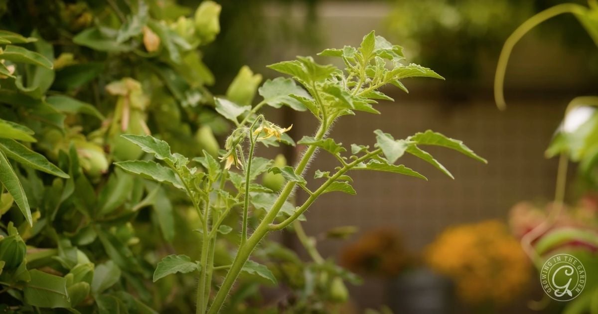 A close up of a plant highlights its vibrant green leaves, offering inspiration for gardeners learning how to plant tomatoes.