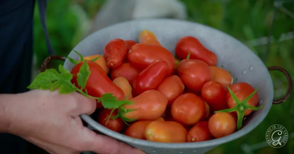 A hand holding a bowl filled with freshly picked red tomatoes, some with green stems attached—these could be the best tomatoes for Arizona gardens.