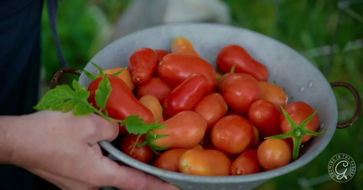 A hand holding a bowl filled with freshly picked red tomatoes, some with green stems attached&mdash;these could be the best tomatoes for Arizona gardens.