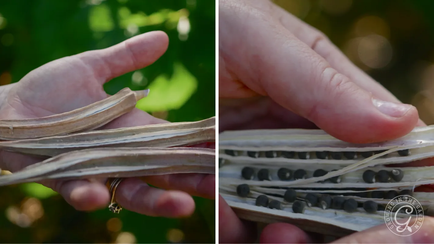 Close-up of hands holding and opening dried seed pods, revealing rows of small black seeds inside.