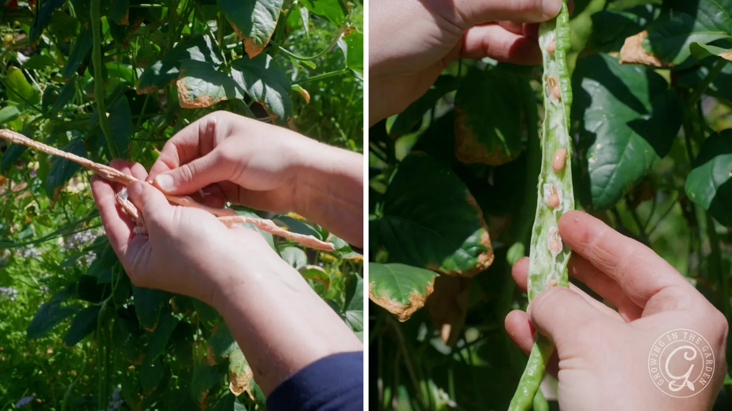 Two images show hands harvesting and inspecting beans growing on a green plant outdoors.