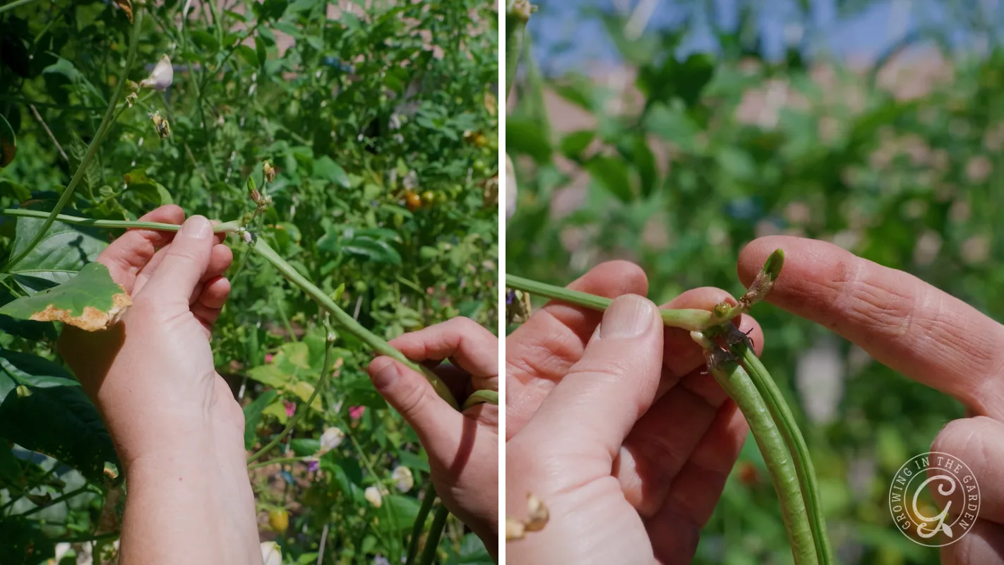 Close-up of hands pinching off the top of a green bean plant, surrounded by green foliage outdoors.