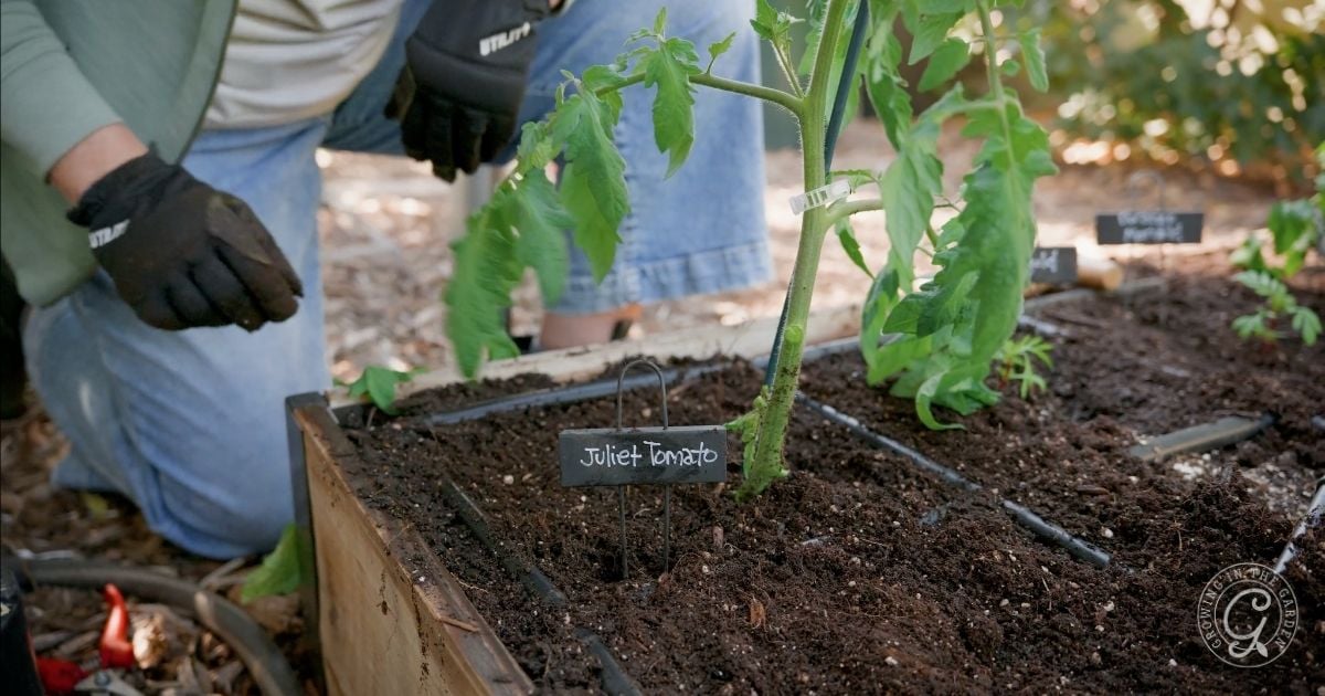 A person in gloves demonstrates how to plant tomatoes by placing a Juliet Tomato seedling, labeled and ready, into rich garden soil.