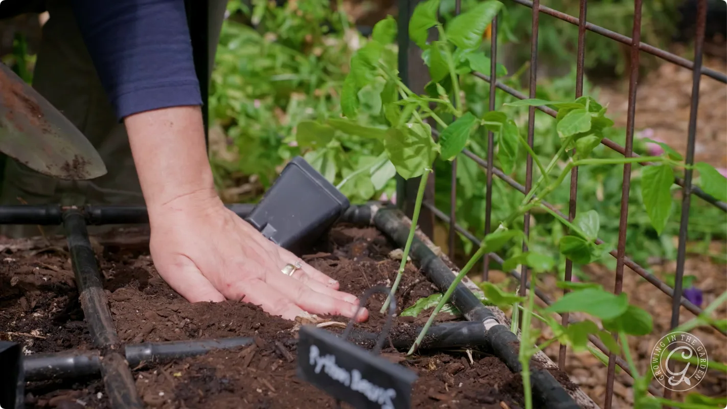 A hand pressing soil around young green plants in a garden bed, next to a plant tag and garden trellis.