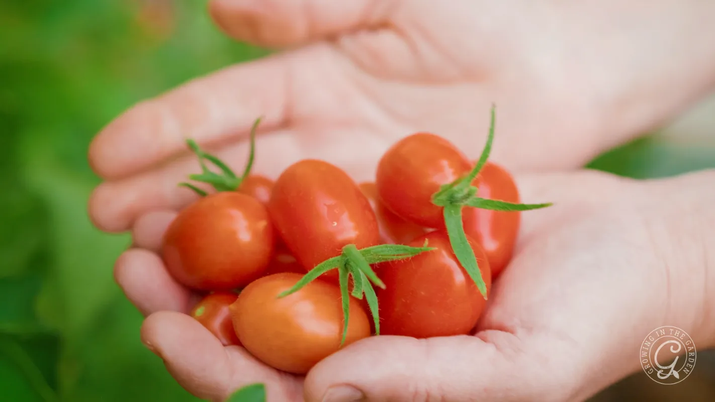 Hands holding several fresh, red cherry tomatoes with green stems, against a blurred green background.