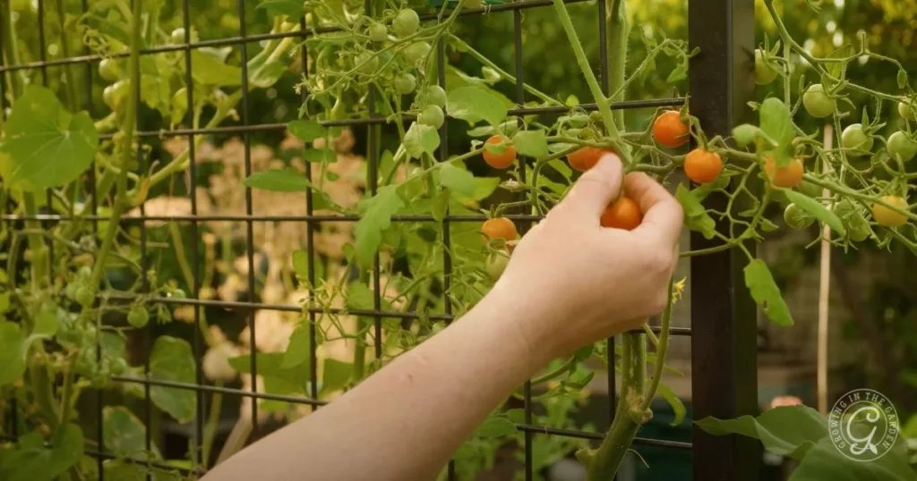 A hand picking ripe cherry tomatoes from a vine growing on a garden trellis, showcasing some of the best tomatoes for Arizona gardens.