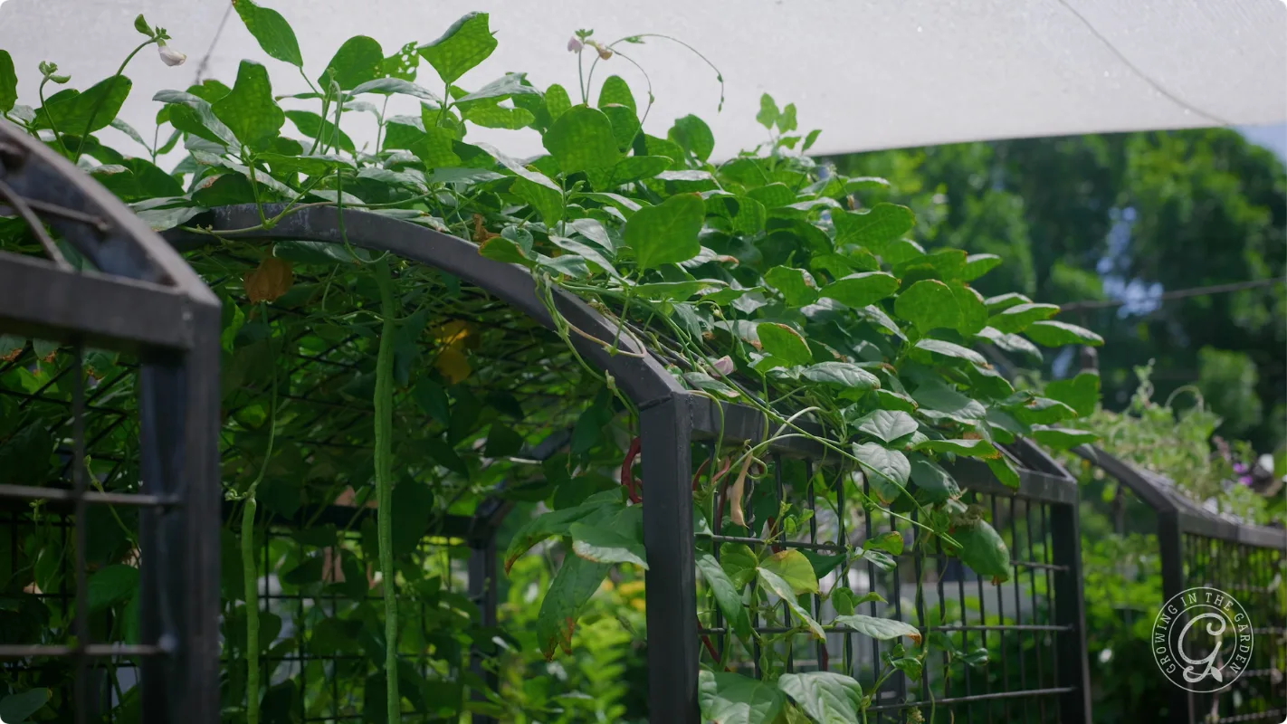 Green vines growing over a metal garden trellis under a white canopy in bright sunlight.