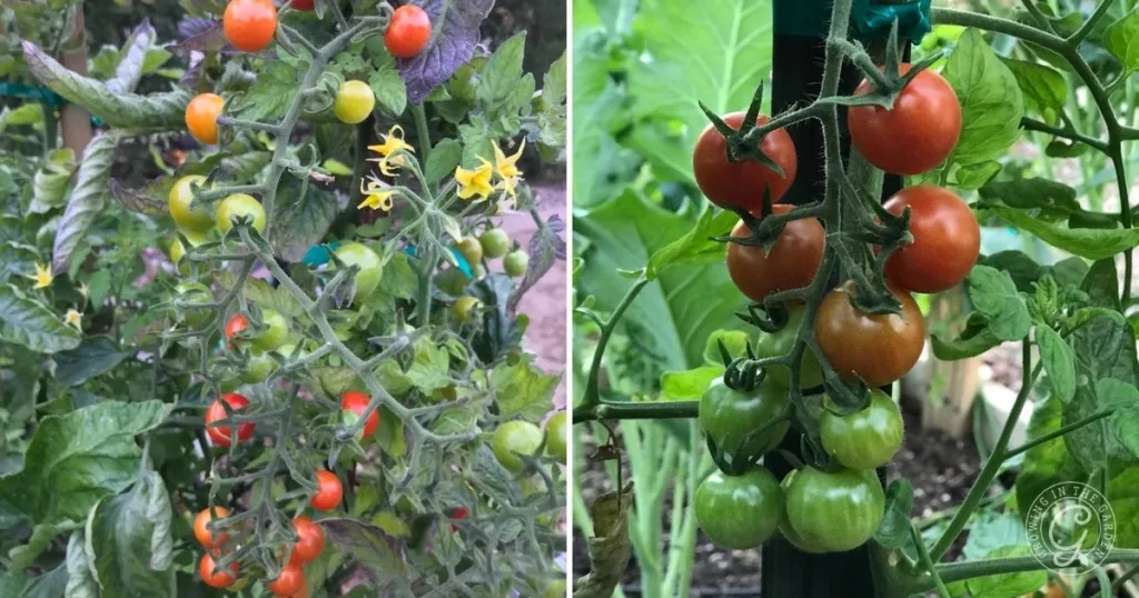 Two tomato plants with clusters of red and green cherry tomatoes growing among green leaves—these vibrant varieties are among the best tomatoes for Arizona gardens.