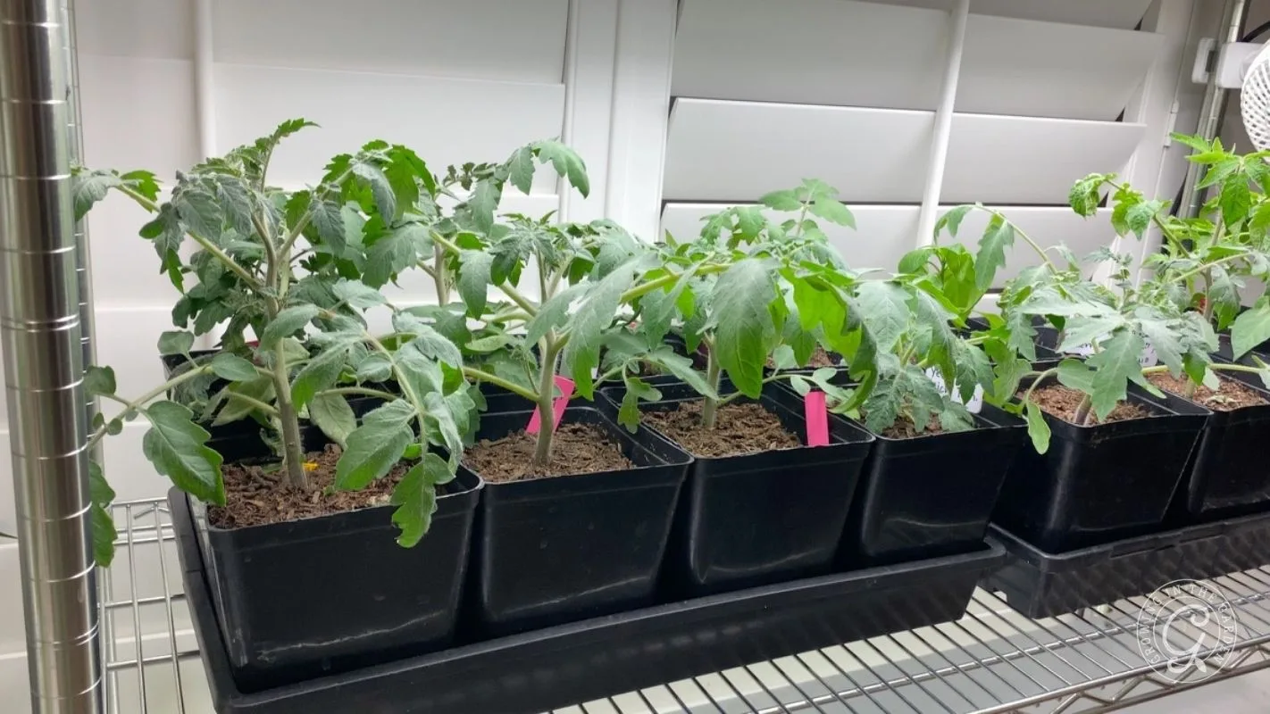 Tomato seedlings growing in black pots on a metal shelf under indoor grow lights, with plant labels visible.