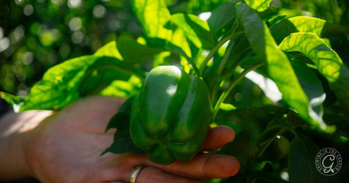 A hand holding a green bell pepper growing on a plant with lush green leaves.