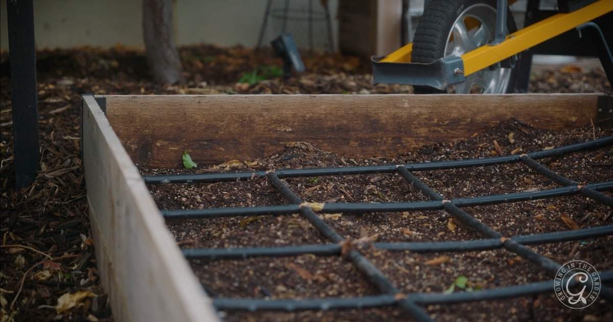 Tips for Successful Fall Gardening in Arizona