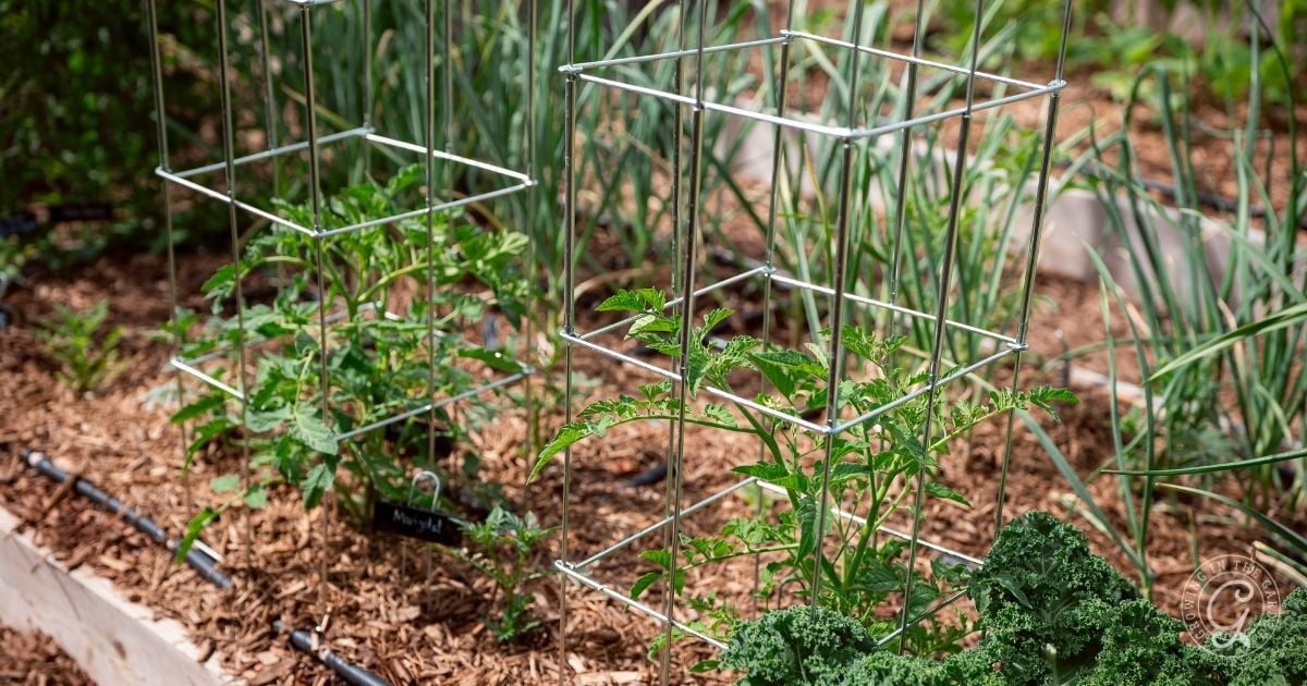 Tomato plants growing in a mulched garden bed, supported by metal cages—an ideal setup for anyone interested in how to grow tomatoes in Arizona—flourish alongside leafy greens and other vegetables nearby.