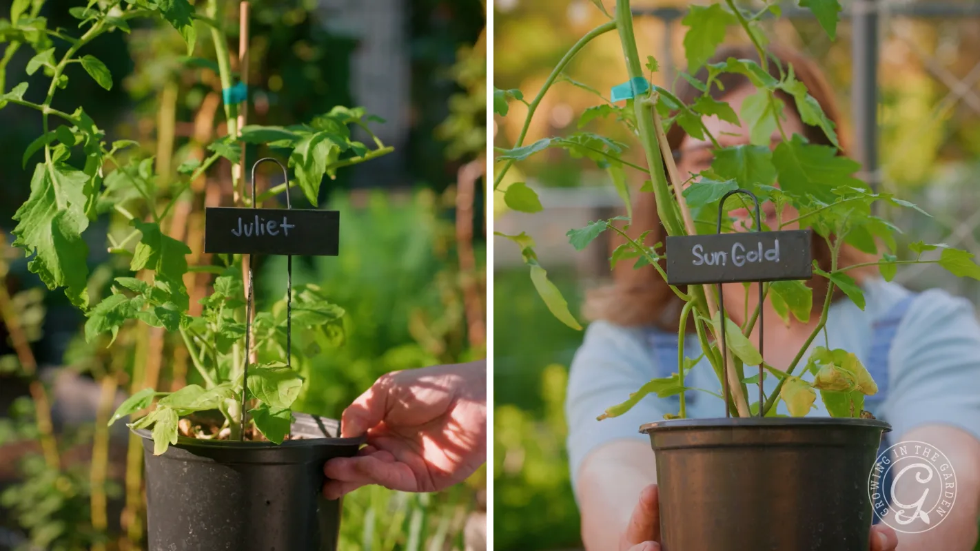 Two potted tomato plants labeled Juliet and Sun Gold held outdoors in a garden setting.
