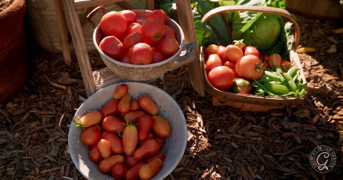 Bowls and a basket filled with freshly picked vegetables, including the best tomatoes for Arizona, sit on mulch in a sunny garden.