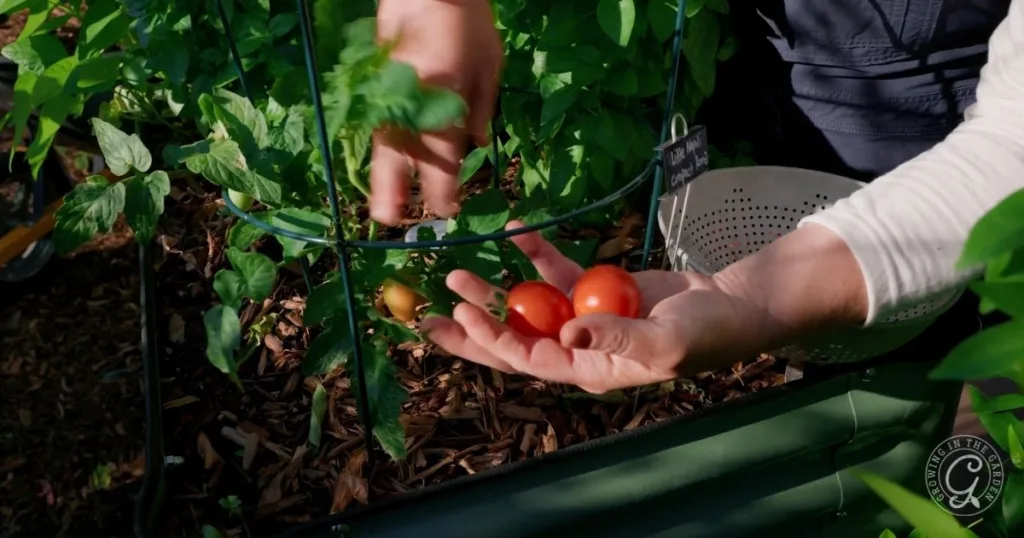 A person harvesting the best tomatoes for Arizona from a garden, holding vibrant red tomatoes in their hand near lush green tomato plants.