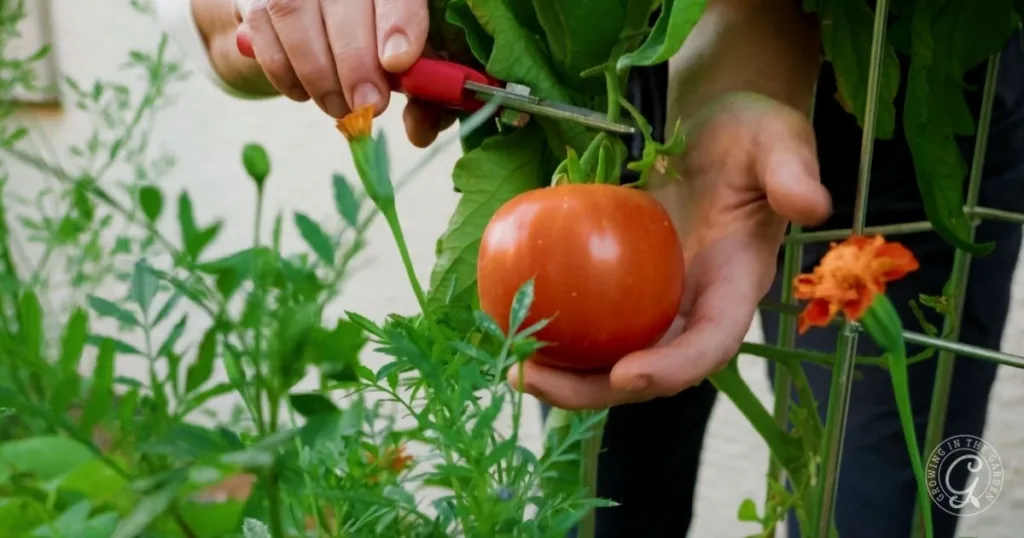 Hand holding ripe tomato on vine while using scissors to prune nearby stem in a garden, showcasing one of the best tomatoes for Arizona.