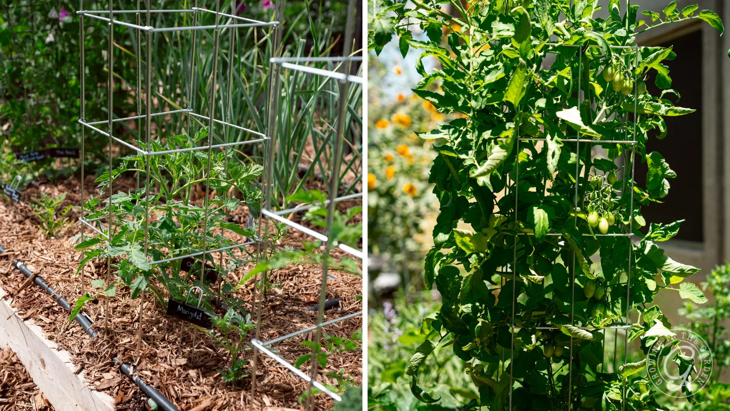 Side-by-side photos of tomato plants supported by cages, one young and one mature with tomatoes.