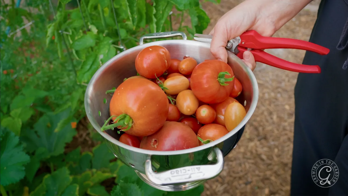 A person holds a metal colander full of freshly picked tomatoes and red garden shears in a garden.
