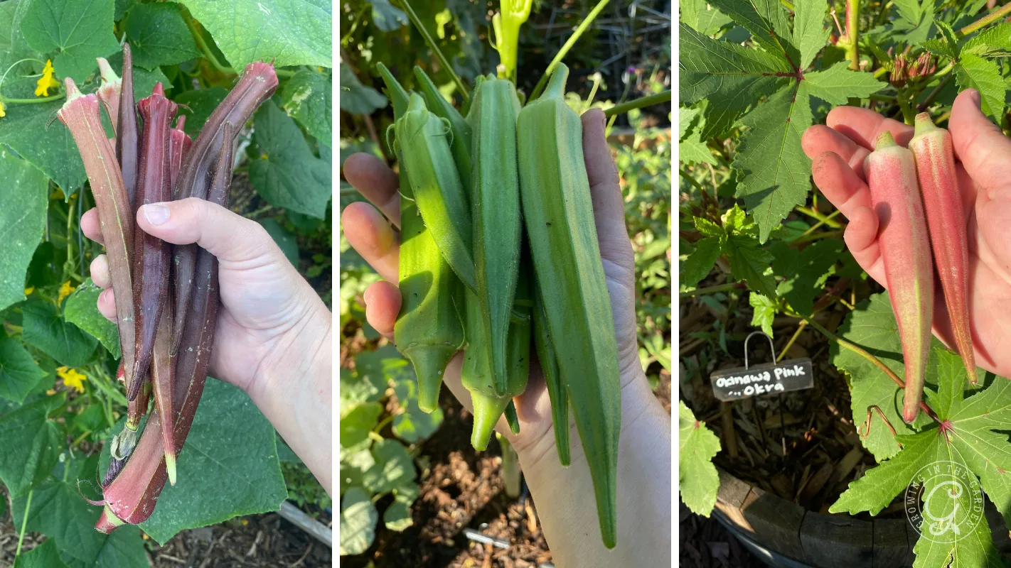 Three images show hands holding different colored okra pods—purple, green, and pink—freshly picked from the garden.