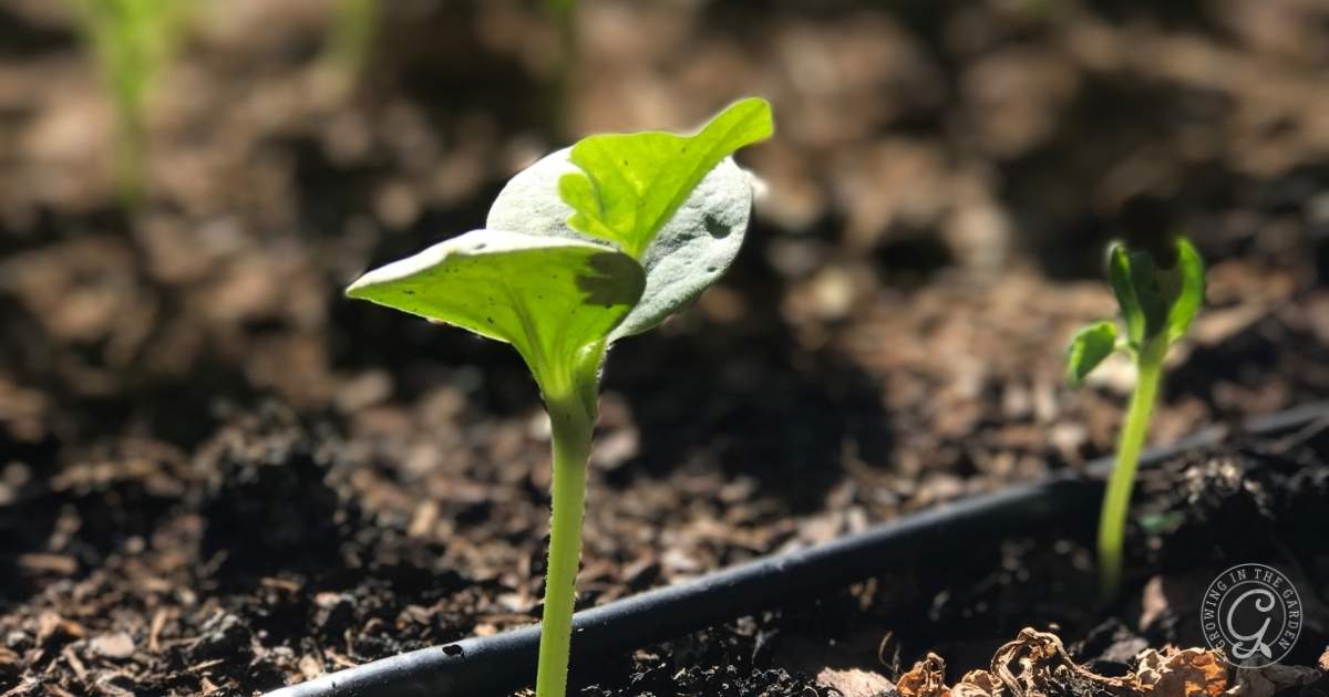 Watering seedlings