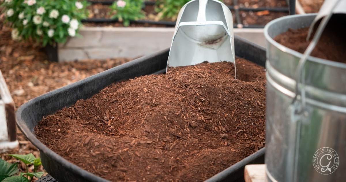A close-up of a large black container filled with soil or mulch, with a metal scoop resting on top—perfect for gardeners wondering what to plant in October in Arizona. A metal bucket and green plants appear in the background amid a garden setting.