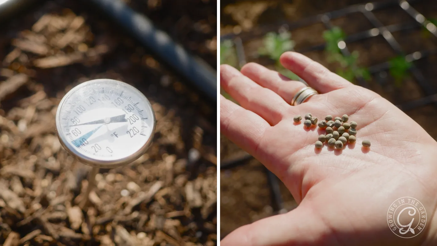 Close-up of a soil thermometer in dirt and a hand holding small seeds in a garden.