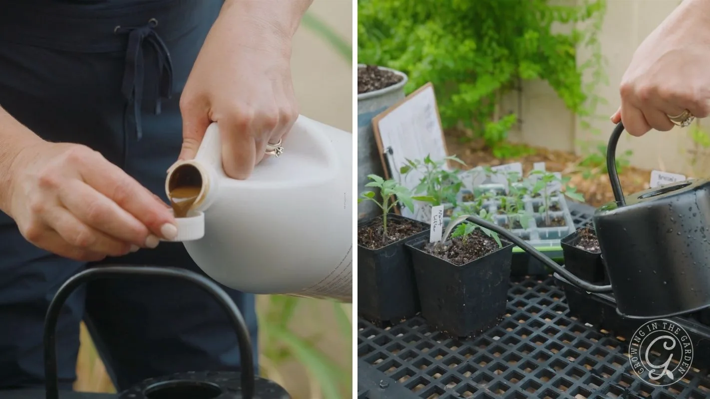 Left: Hand pours liquid from jug. Right: Watering can waters small potted plants on a black table outdoors.