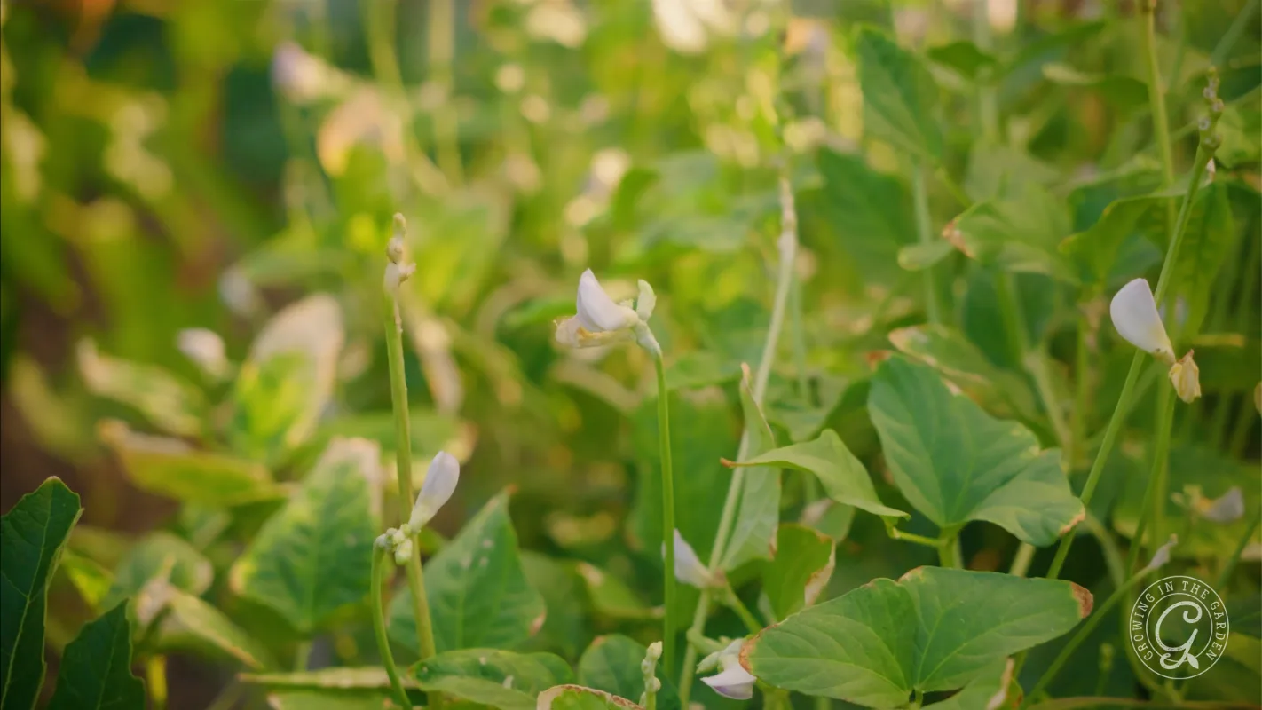 Green bean plants with small white flowers growing in sunlight.