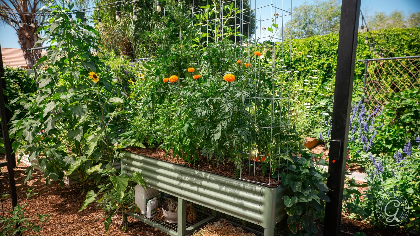 A raised metal garden bed with lush green plants, marigolds, and a wire trellis outdoors.