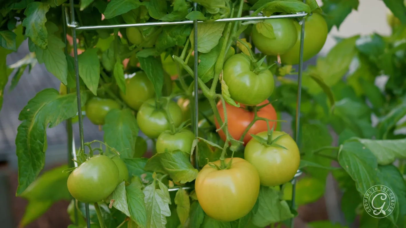 Green and ripening tomatoes growing on a vine in a metal tomato cage with lush green leaves.
