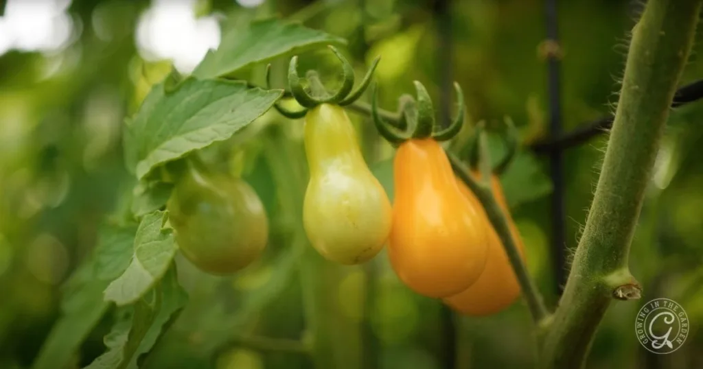 Three pear-shaped tomatoes ripening on a vine, changing from green to yellow-orange with a leafy background—an example of some of the best tomatoes for Arizona gardens.