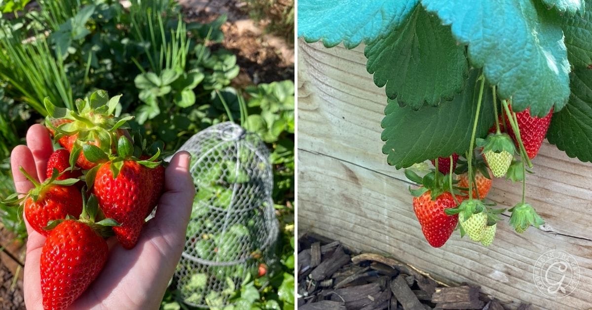 A hand holds freshly picked ripe strawberries in a garden, while nearby strawberry plants with green and red fruit thrive beside a wooden raised bed—perfect for learning how to grow strawberries in Arizona.