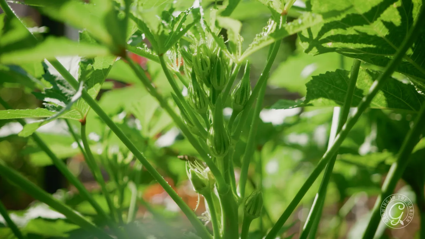 Close-up of young okra plant with green stems and leaves in bright sunlight.
