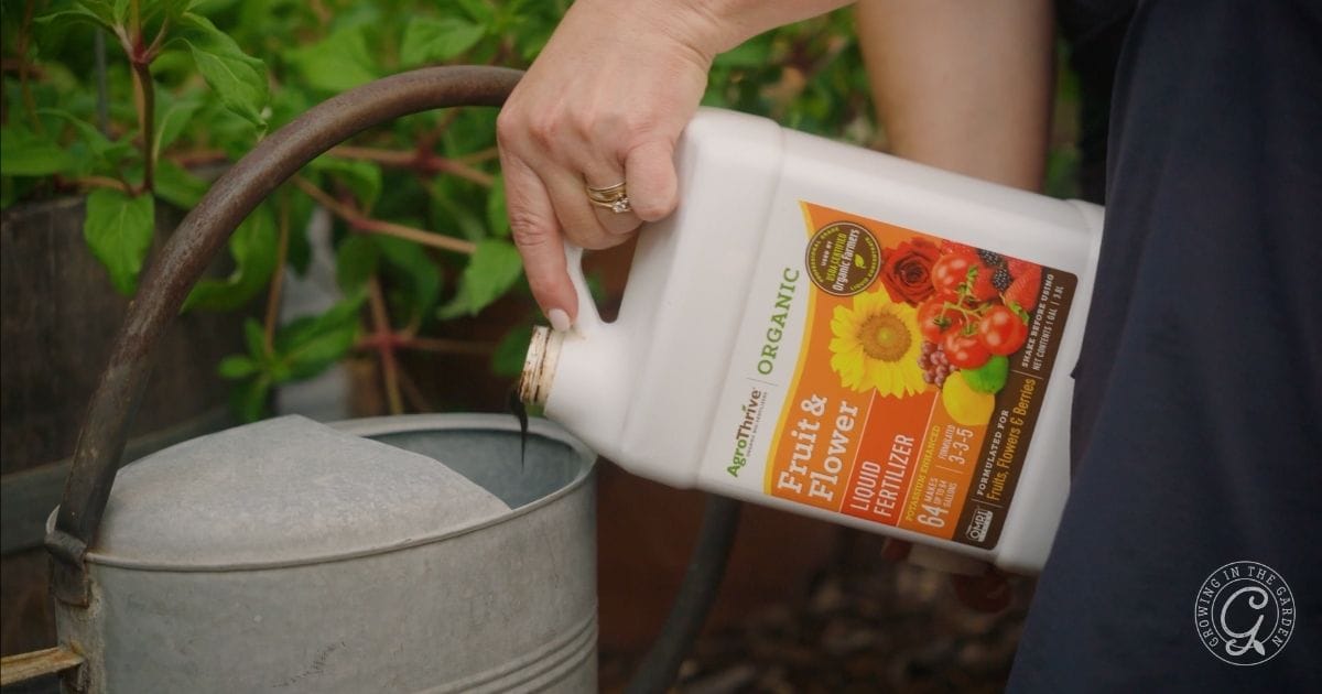A person pours liquid organic fruit and flower fertilizer from a white container into a metal watering can in a garden setting—an essential step in learning how to grow strawberries, with lush green plants visible in the background.