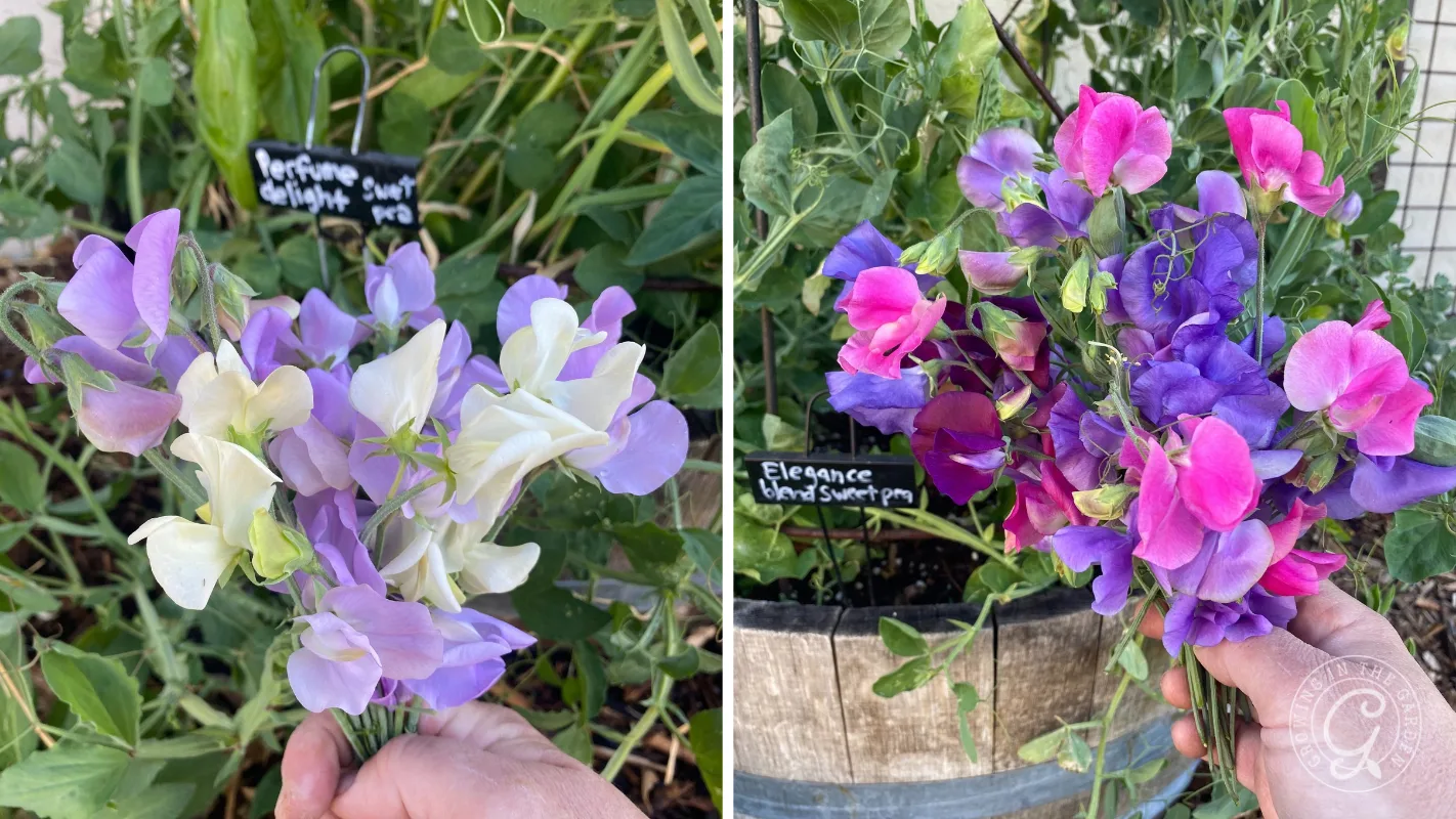 Two bouquets of sweet peas held in front of garden labels in a wooden planter.