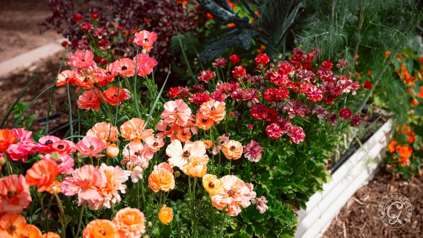 A garden bed filled with blooming orange, pink, and dark red ranunculus flowers.