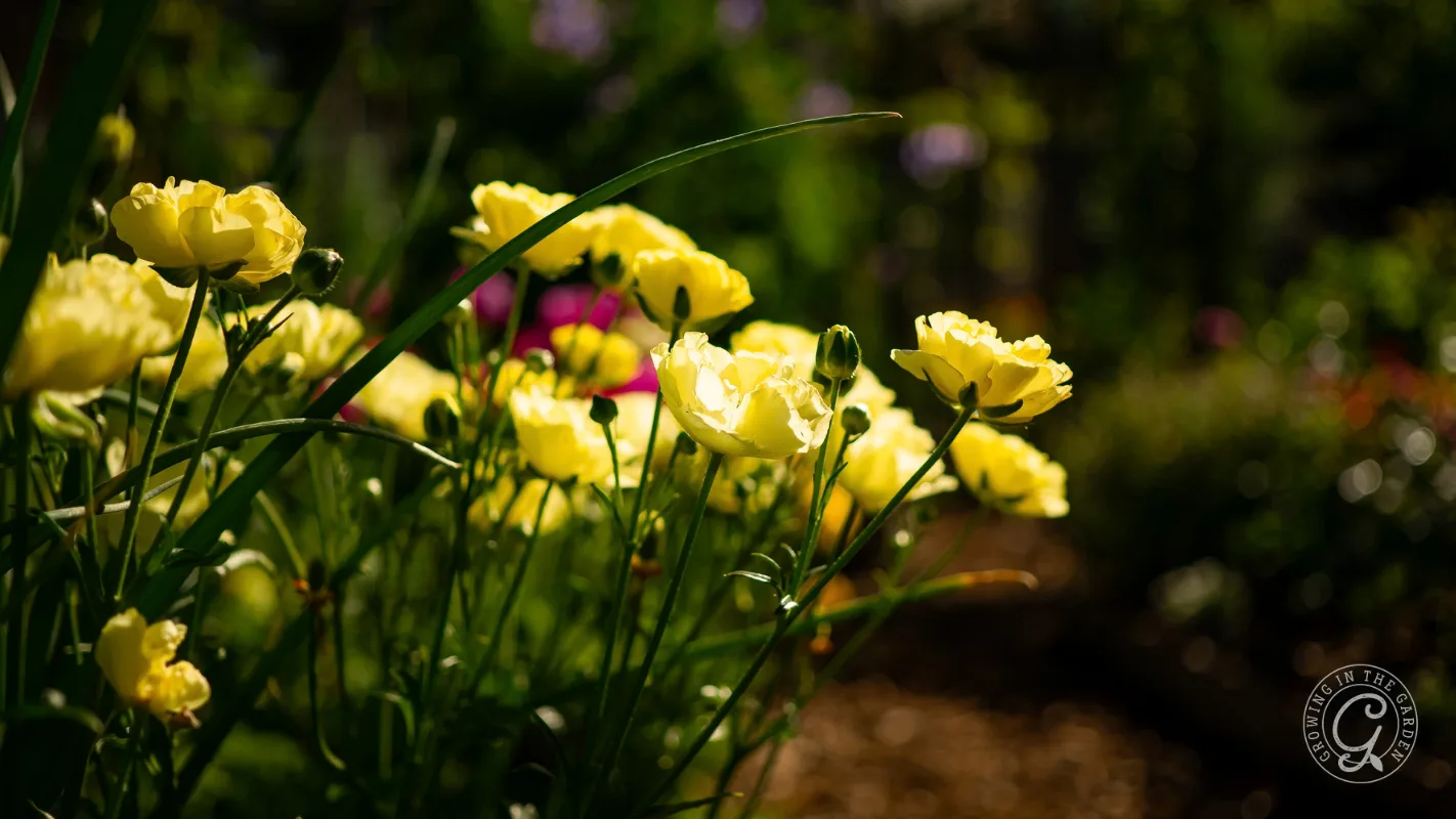Group of yellow ranunculus flowers blooming in a garden.