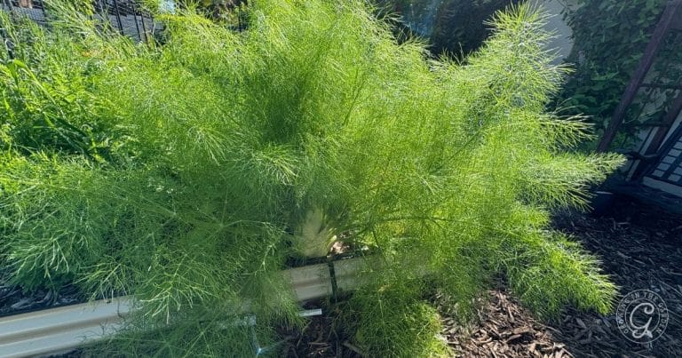 How to Grow Fennel - Growing In The Garden