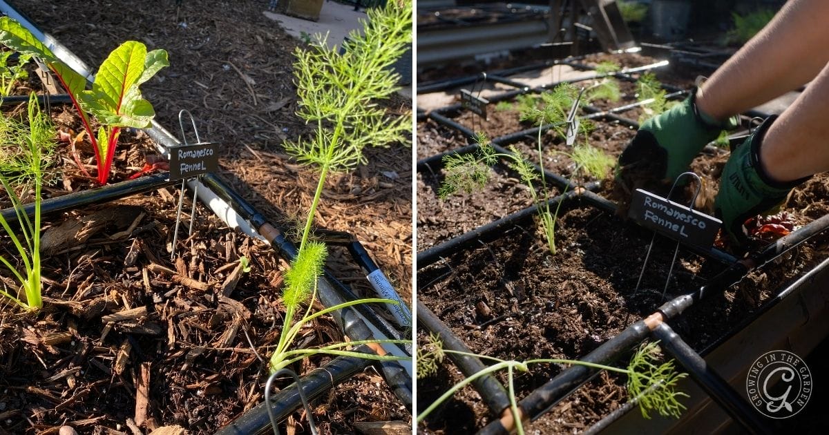 How to Grow Fennel