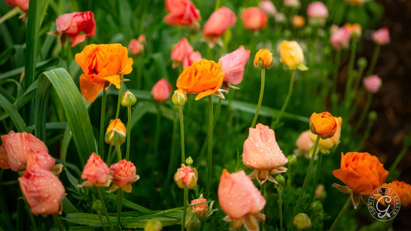 Orange and pink ranunculus flowers with water droplets in a garden.