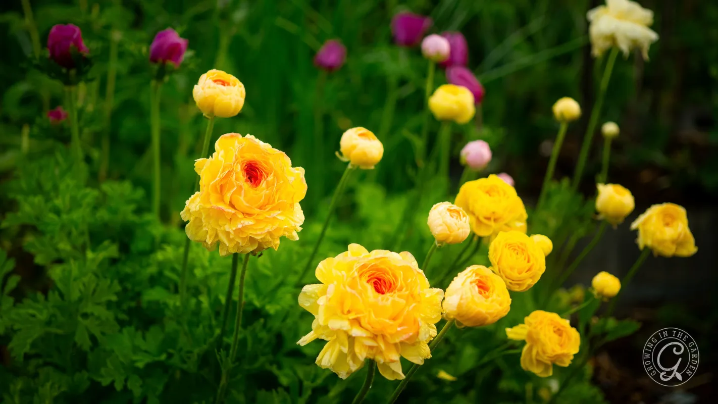 Yellow and pink ranunculus flowers blooming in a garden.