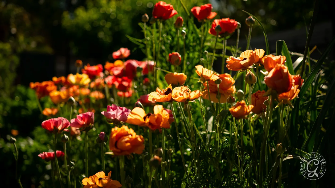 A field of orange and pink ranunculus flowers blooming in the sun.