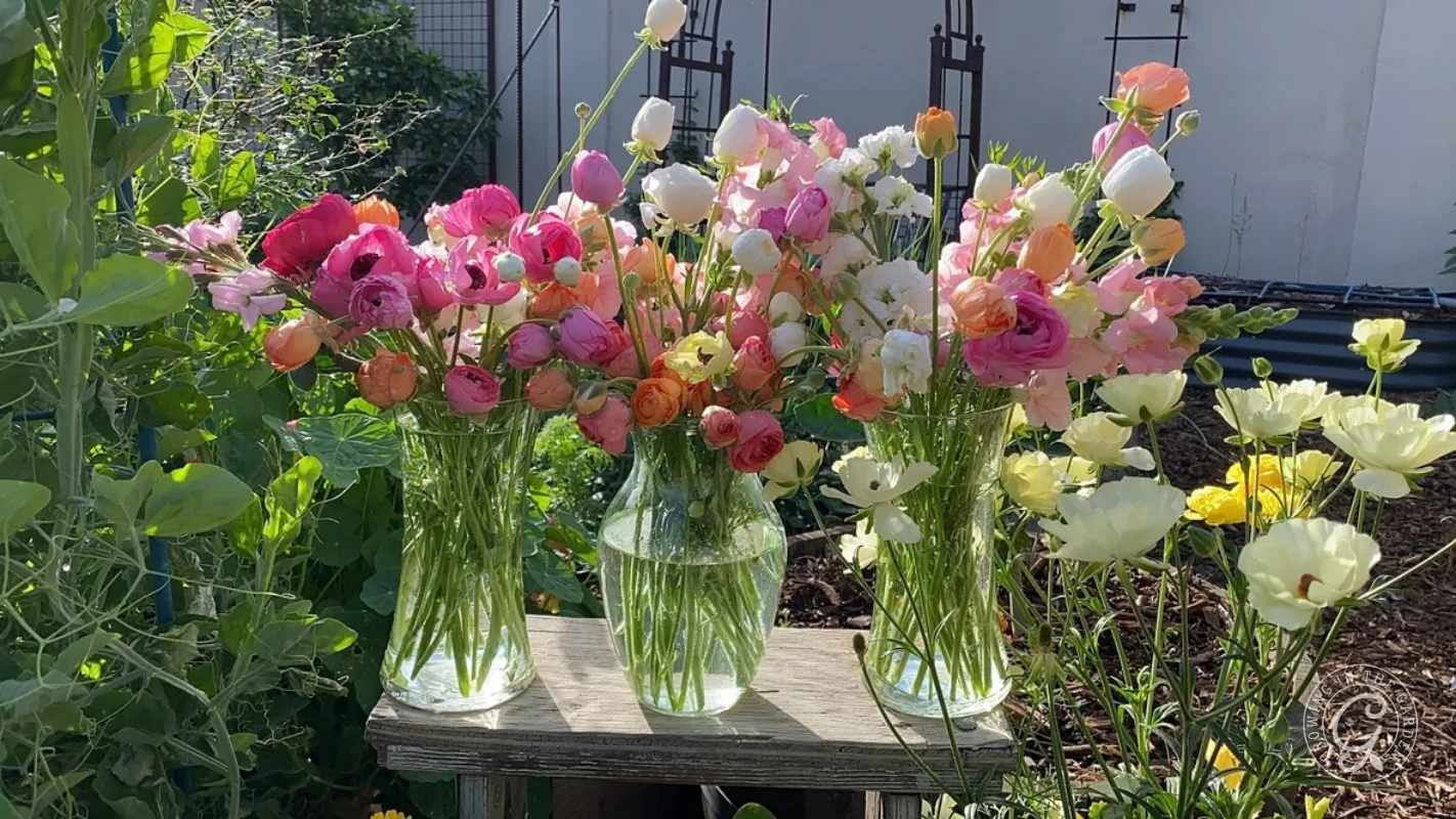 Three glass vases filled with colorful ranunculus flowers sitting on a wooden bench in a garden.