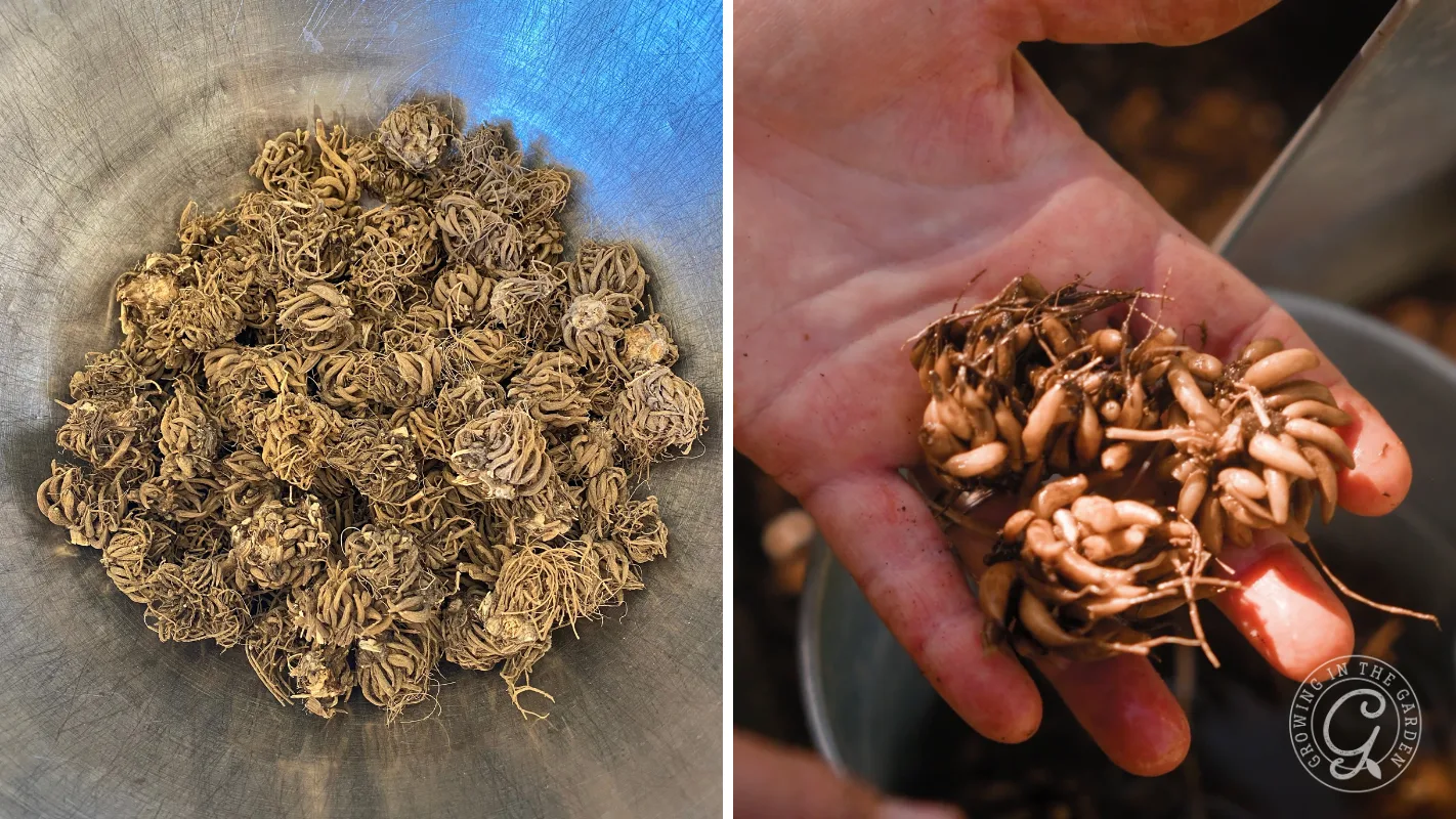 Side-by-side comparison of dried, dormant ranunculus corms and hydrated, sprouting corms held in a hand.