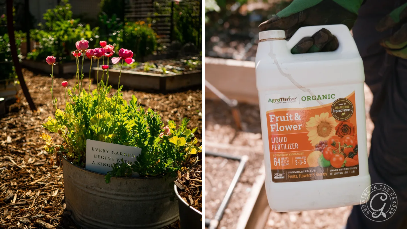 A container of pink flowers next to a jug of AgroThrive organic fruit and flower liquid fertilizer.