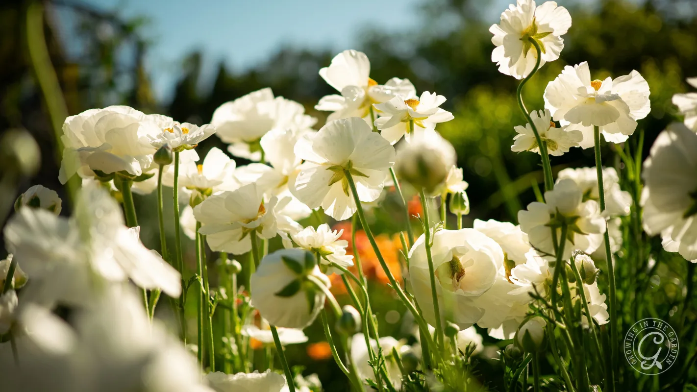 White ranunculus flowers blooming in a sunny garden.