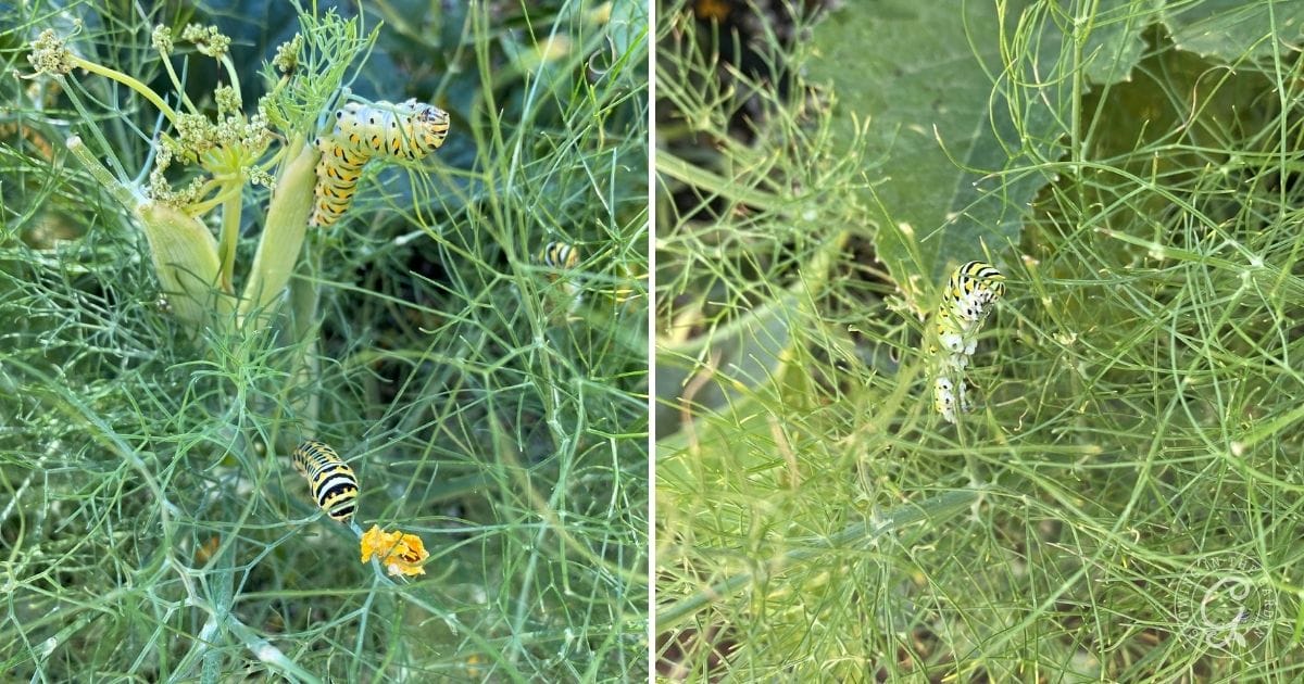 How to Grow Fennel