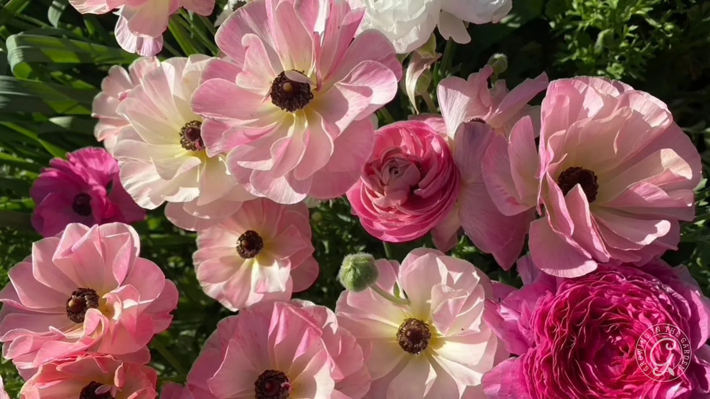 A cluster of blooming pink and white ranunculus flowers.