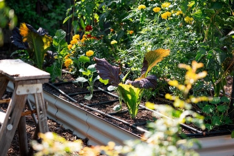 What to Plant in December in Arizona featured image